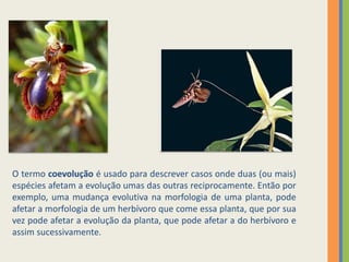 O termo coevolução é usado para descrever casos onde duas (ou mais)
espécies afetam a evolução umas das outras reciprocamente. Então por
exemplo, uma mudança evolutiva na morfologia de uma planta, pode
afetar a morfologia de um herbívoro que come essa planta, que por sua
vez pode afetar a evolução da planta, que pode afetar a do herbívoro e
assim sucessivamente.
 