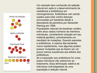 Um exemplo bem conhecido da seleção
natural em ação é o desenvolvimento de
resistência a antibióticos em
microrganismos. Antibióticos vem sendo
usados para lutar contra doenças
provocadas por bactérias desde a
descoberta da penicilina por Alexander
Fleming em 1928.
Populações naturais de bactérias contêm,
entre seus vastos números de membros
individuais, considerável variação em seu
material genético, primeiramente um
resultado de mutações. Quando expostas
a antibióticos, a maioria das bactérias
morre rapidamente, mas algumas podem
possuir mutações que as fazem ser um
pouco menos suscetíveis aos efeitos dos
antibióticos.
Se a exposição aos antibióticos for curta,
esses indivíduos irão sobreviver ao
tratamento. Essa eliminação seletiva de
indivíduos mal-adaptados de uma
população é seleção natural.
 