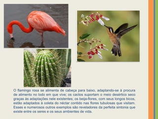 O flamingo rosa se alimenta de cabeça para baixo, adaptando-se à procura
de alimento no lodo em que vive; os cactos suportam o meio desértico seco
graças às adaptações nele existentes; os beija-flores, com seus longos bicos,
estão adaptados à coleta do néctar contido nas flores tubulosas que visitam.
Esses e numerosos outros exemplos são reveladores da perfeita sintonia que
existe entre os seres e os seus ambientes de vida.
 