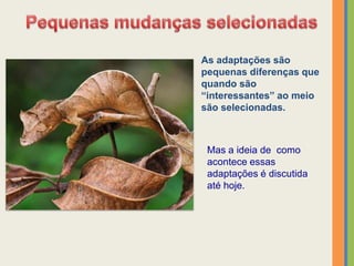 As adaptações são
pequenas diferenças que
quando são
“interessantes” ao meio
são selecionadas.
Mas a ideia de como
acontece essas
adaptações é discutida
até hoje.
 