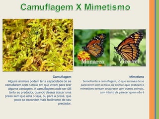 Camuflagem
Alguns animais podem ter a capacidade de se
camuflarem com o meio em que vivem para tirar
alguma vantagem. A camuflagem pode ser útil
tanto ao predador, quando deseja atacar uma
presa sem que esta o veja, ou para a presa, que
pode se esconder mais facilmente de seu
predador.
Mimetismo
Semelhante à camuflagem, só que ao invés de se
parecerem com o meio, os animais que praticam o
mimetismo tentam se parecer com outros animais,
com intuito de parecer quem não é
 