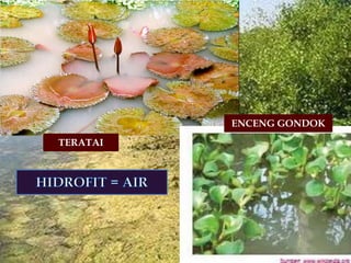 TERATAI
ENCENG GONDOK
 