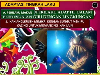 ADAPTASI TINGKAH LAKU
TINGKAH LAKU/PERILAKU ADAPTIF DALAM
PENYESUAIAN DIRI DENGAN LINGKUNGAN
A. PERILAKU MAKAN
1
1. IKAN ANGLEFISTH MIMIKRI DENGAN SUNGUT MENIRU
CACING UNTUK MEMANCING IKAN LAIN
 