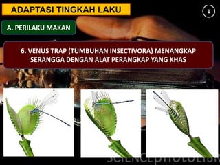 ADAPTASI TINGKAH LAKU
A. PERILAKU MAKAN
1
6. VENUS TRAP (TUMBUHAN INSECTIVORA) MENANGKAP
SERANGGA DENGAN ALAT PERANGKAP YANG KHAS
 
