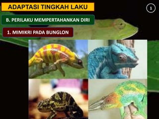 ADAPTASI TINGKAH LAKU
B. PERILAKU MEMPERTAHANKAN DIRI
1
1. MIMIKRI PADA BUNGLON
 