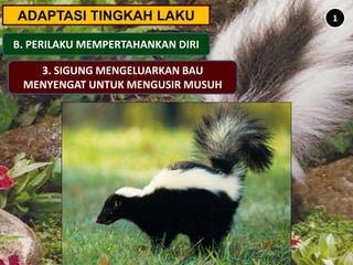 ADAPTASI TINGKAH LAKU
B. PERILAKU MEMPERTAHANKAN DIRI
1
3. SIGUNG MENGELUARKAN BAU
MENYENGAT UNTUK MENGUSIR MUSUH
 