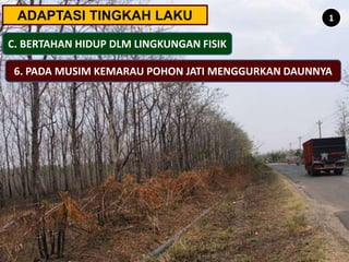 ADAPTASI TINGKAH LAKU
C. BERTAHAN HIDUP DLM LINGKUNGAN FISIK
1
6. PADA MUSIM KEMARAU POHON JATI MENGGURKAN DAUNNYA
 