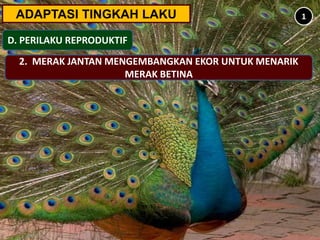 ADAPTASI TINGKAH LAKU
D. PERILAKU REPRODUKTIF
1
2. MERAK JANTAN MENGEMBANGKAN EKOR UNTUK MENARIK
MERAK BETINA
 