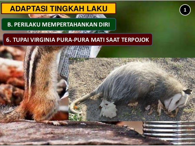 Adaptasi Ppt Ipa Kls 9