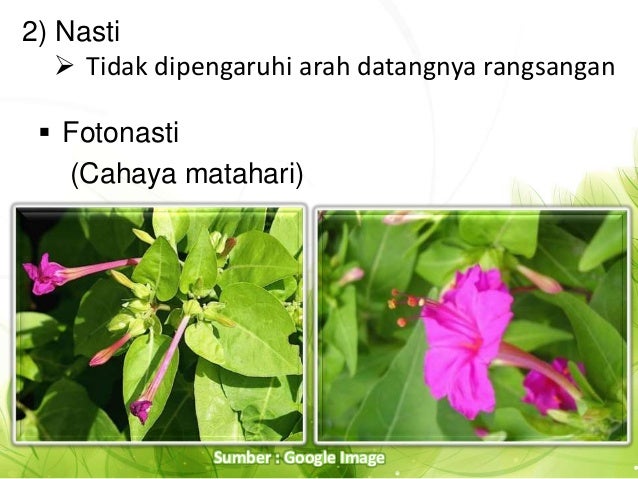 Adaptasi dan peka terhadap rangsang ppt kel