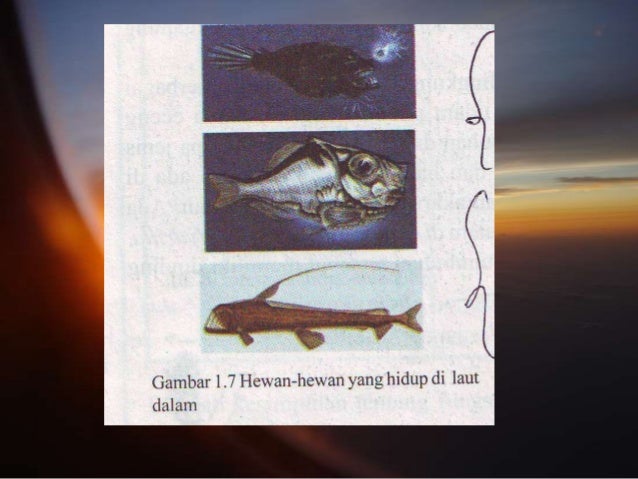 Contoh Evolusi Hewan Dan Tumbuhan - Contoh Miri Contoh Evolusi Hewan Dan Tumbuhan - Contoh Miri