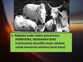 b. Adaptasi pada sistem pencernaan
   HERBIVORA, MEMAMAH BIAK
   (ruminantia) memiliki enzim selulase
   untuk mencerna selulosa (serat kayu)
 
