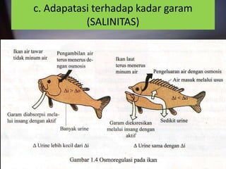 c. Adapatasi terhadap kadar garam
           (SALINITAS)
 