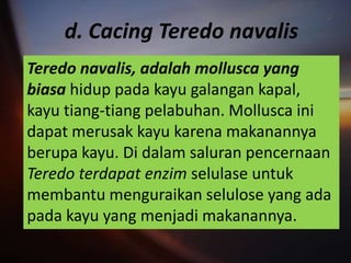 d. Cacing Teredo navalis
Teredo navalis, adalah mollusca yang
biasa hidup pada kayu galangan kapal,
kayu tiang-tiang pelabuhan. Mollusca ini
dapat merusak kayu karena makanannya
berupa kayu. Di dalam saluran pencernaan
Teredo terdapat enzim selulase untuk
membantu menguraikan selulose yang ada
pada kayu yang menjadi makanannya.
 