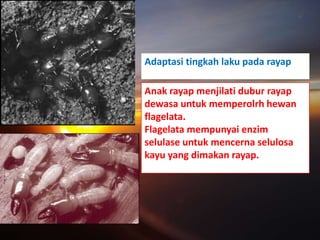 Adaptasi tingkah laku pada rayap

Anak rayap menjilati dubur rayap
dewasa untuk memperolrh hewan
flagelata.
Flagelata mempunyai enzim
selulase untuk mencerna selulosa
kayu yang dimakan rayap.
 
