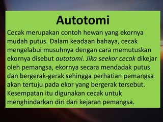 Autotomi
Cecak merupakan contoh hewan yang ekornya
mudah putus. Dalam keadaan bahaya, cecak
mengelabui musuhnya dengan cara memutuskan
ekornya disebut autotomi. Jika seekor cecak dikejar
oleh pemangsa, ekornya secara mendadak putus
dan bergerak-gerak sehingga perhatian pemangsa
akan tertuju pada ekor yang bergerak tersebut.
Kesempatan itu digunakan cecak untuk
menghindarkan diri dari kejaran pemangsa.
 