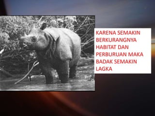 KARENA SEMAKIN
BERKURANGNYA
HABITAT DAN
PERBURUAN MAKA
BADAK SEMAKIN
LAGKA
 