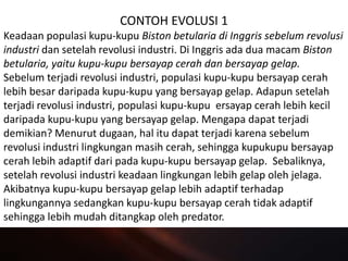 CONTOH EVOLUSI 1
Keadaan populasi kupu-kupu Biston betularia di Inggris sebelum revolusi
industri dan setelah revolusi industri. Di Inggris ada dua macam Biston
betularia, yaitu kupu-kupu bersayap cerah dan bersayap gelap.
Sebelum terjadi revolusi industri, populasi kupu-kupu bersayap cerah
lebih besar daripada kupu-kupu yang bersayap gelap. Adapun setelah
terjadi revolusi industri, populasi kupu-kupu ersayap cerah lebih kecil
daripada kupu-kupu yang bersayap gelap. Mengapa dapat terjadi
demikian? Menurut dugaan, hal itu dapat terjadi karena sebelum
revolusi industri lingkungan masih cerah, sehingga kupukupu bersayap
cerah lebih adaptif dari pada kupu-kupu bersayap gelap. Sebaliknya,
setelah revolusi industri keadaan lingkungan lebih gelap oleh jelaga.
Akibatnya kupu-kupu bersayap gelap lebih adaptif terhadap
lingkungannya sedangkan kupu-kupu bersayap cerah tidak adaptif
sehingga lebih mudah ditangkap oleh predator.
 