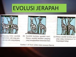 EVOLUSI JERAPAH
 
