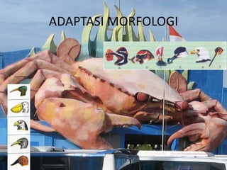 ADAPTASI MORFOLOGI
 