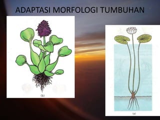 ADAPTASI MORFOLOGI TUMBUHAN
 