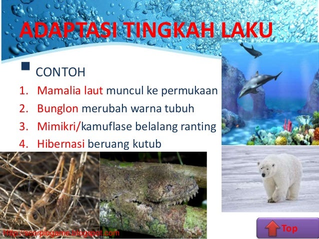  Ikan  Yang  Hidup  Di  Air  Laut  Dengan  Kadar  Garam  Tinggi  