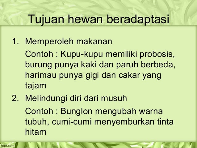 Contoh Hewan  Yang  Termasuk  Amfibi  Contoh Buas