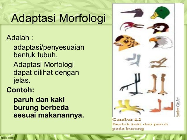 Contoh Jurnal  Fisiologi  Tumbuhan Contoh Tiap