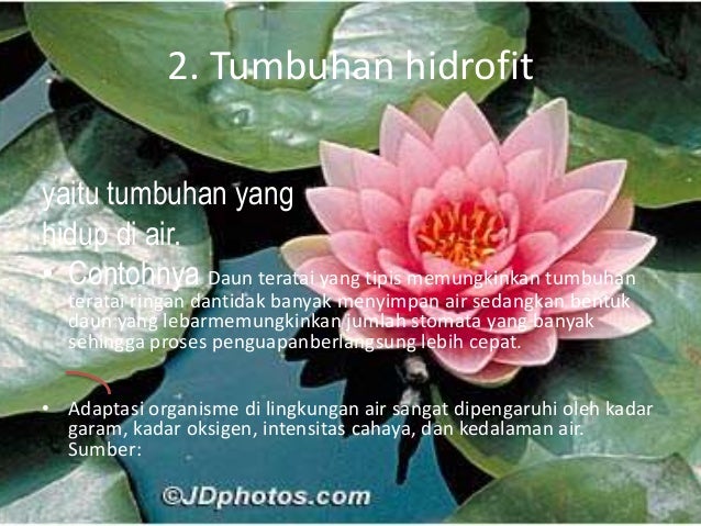 Hasil gambar untuk gambar tumbuhan hidrofit