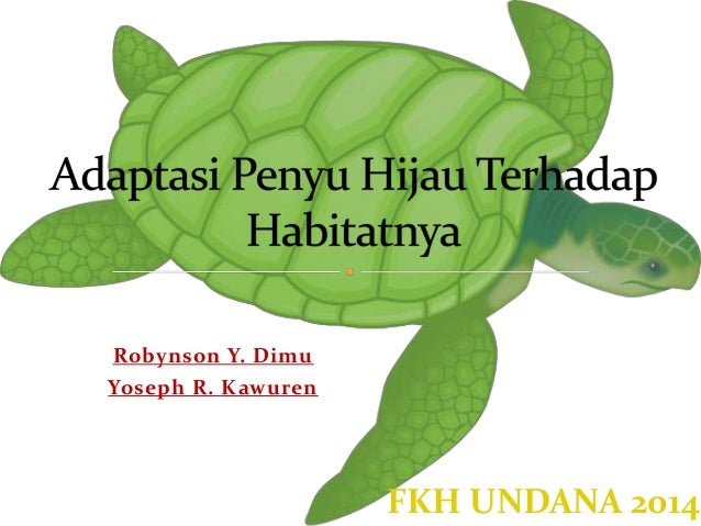 77 Gambar Hewan Penyu Hijau Gratis Terbaik