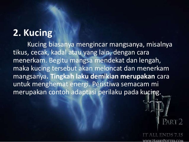 4 Cara Untuk Memelihara Kucing Wikihow 4 Cara Untuk Memelihara Kucing Wikihow