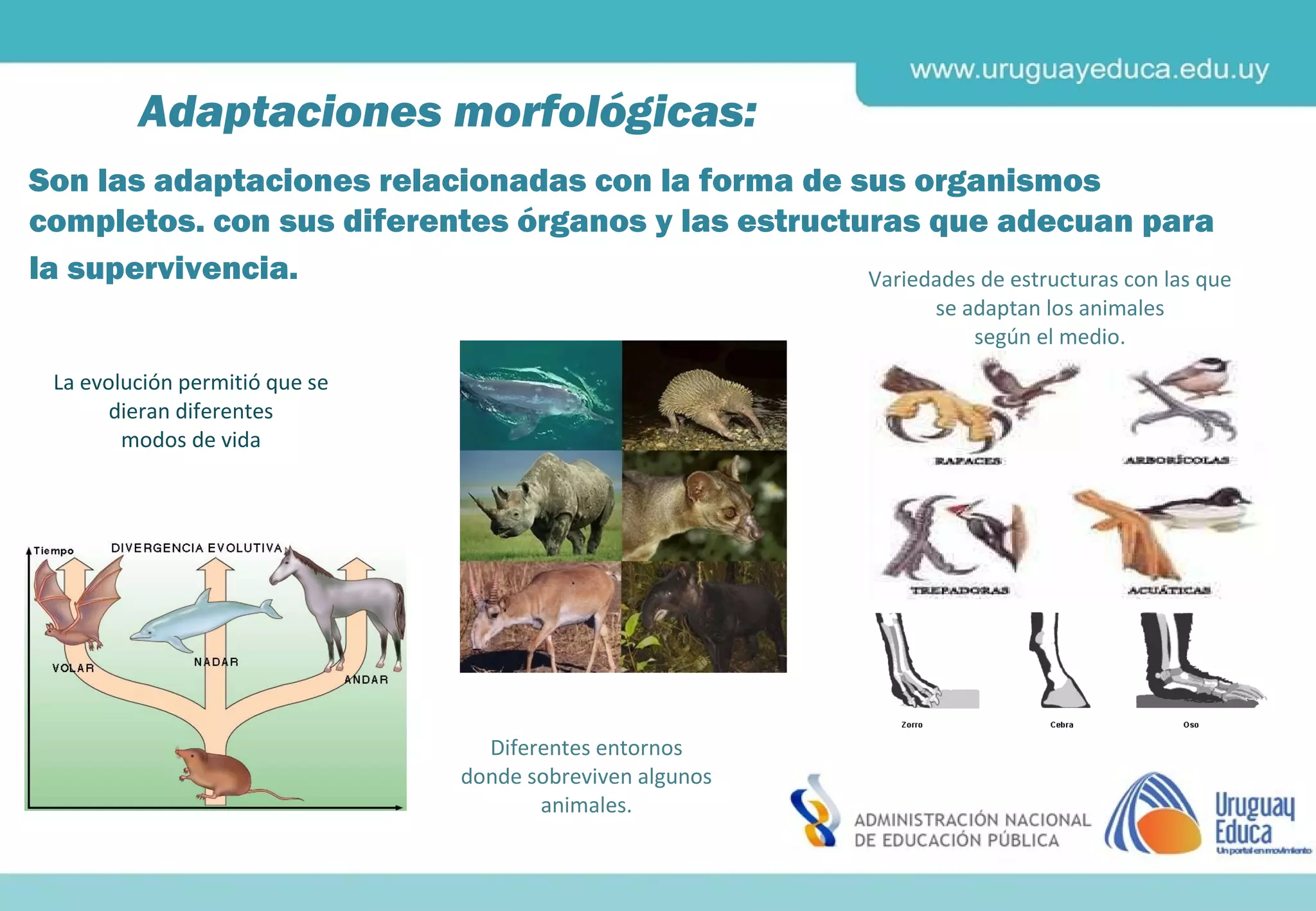 Adaptación de los seres vivos | PPT