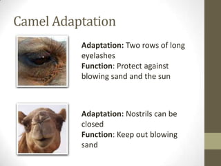 Adaptation | PPT