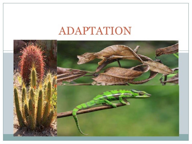 adaptation