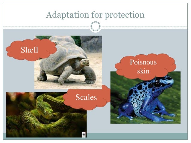 Adaptation