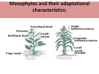 Mesophytes and their adaptational
characteristics:
 