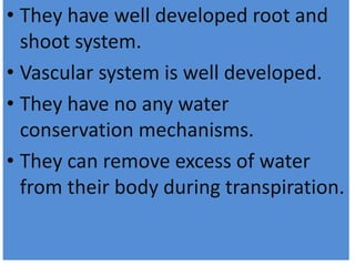 • They have well developed root and
shoot system.
• Vascular system is well developed.
• They have no any water
conservation mechanisms.
• They can remove excess of water
from their body during transpiration.
 