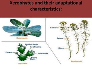 Xerophytes and their adaptational
characteristics:
 