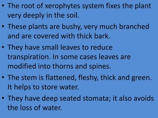 • The root of xerophytes system fixes the plant
very deeply in the soil.
• These plants are bushy, very much branched
and are covered with thick bark.
• They have small leaves to reduce
transpiration. In some cases leaves are
modified into thorns and spines.
• The stem is flattened, fleshy, thick and green.
It helps to store water.
• They have deep seated stomata; it also avoids
the loss of water.
 