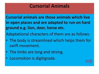 Cursorial Animals
Cursorial animals are those animals which live
in open places and are adapted to run on hard
ground e.g. lion, deer, horse etc.
Adaptational characters of them are as follows:
• The body is streamlined which helps them for
swift movement.
• The limbs are long and strong.
• Locomotion is digitigrade.
 