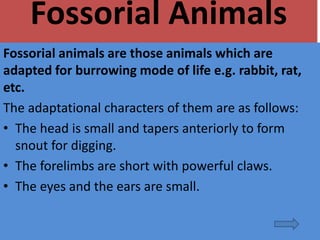 Fossorial Animals
Fossorial animals are those animals which are
adapted for burrowing mode of life e.g. rabbit, rat,
etc.
The adaptational characters of them are as follows:
• The head is small and tapers anteriorly to form
snout for digging.
• The forelimbs are short with powerful claws.
• The eyes and the ears are small.
 