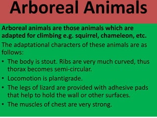 Arboreal Animals
Arboreal animals are those animals which are
adapted for climbing e.g. squirrel, chameleon, etc.
The adaptational characters of these animals are as
follows:
• The body is stout. Ribs are very much curved, thus
thorax becomes semi-circular.
• Locomotion is plantigrade.
• The legs of lizard are provided with adhesive pads
that help to hold the wall or other surfaces.
• The muscles of chest are very strong.
 