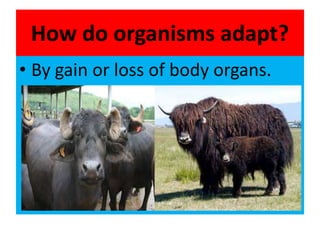 How do organisms adapt?
• By gain or loss of body organs.
 