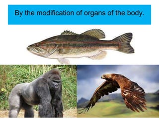 By the modification of organs of the body.
 