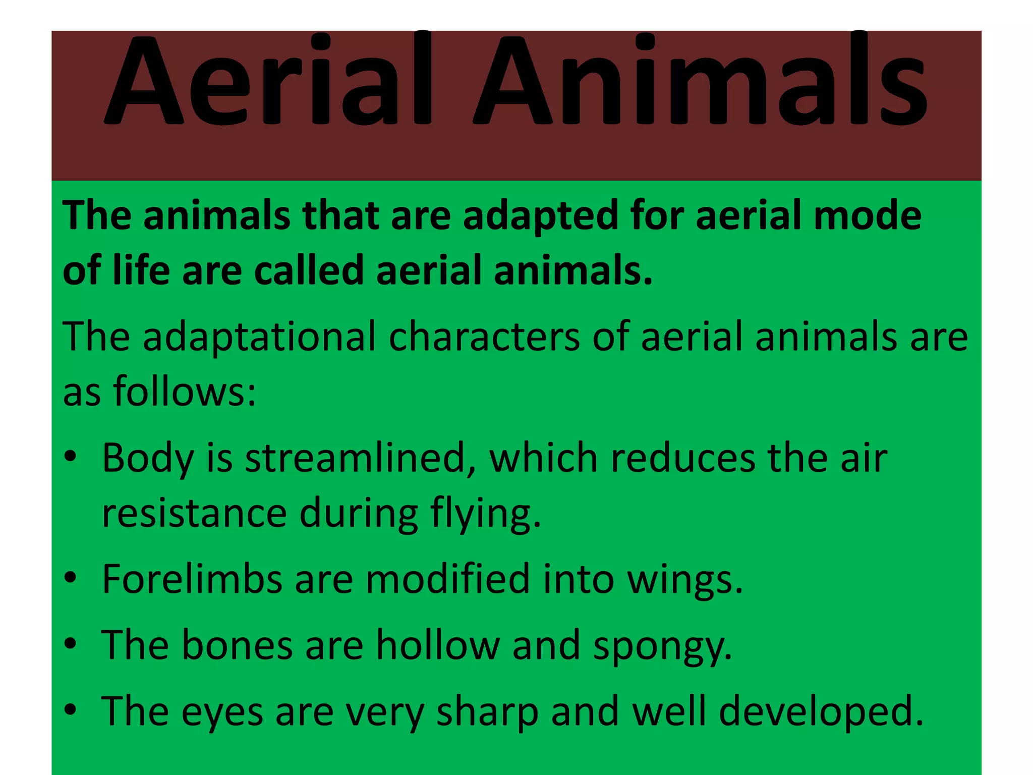 Aerial Animals
The animals that are adapted for aerial mode
of life are called aerial animals.
The adaptational characters of aerial animals are
as follows:
• Body is streamlined, which reduces the air
resistance during flying.
• Forelimbs are modified into wings.
• The bones are hollow and spongy.
• The eyes are very sharp and well developed.
 