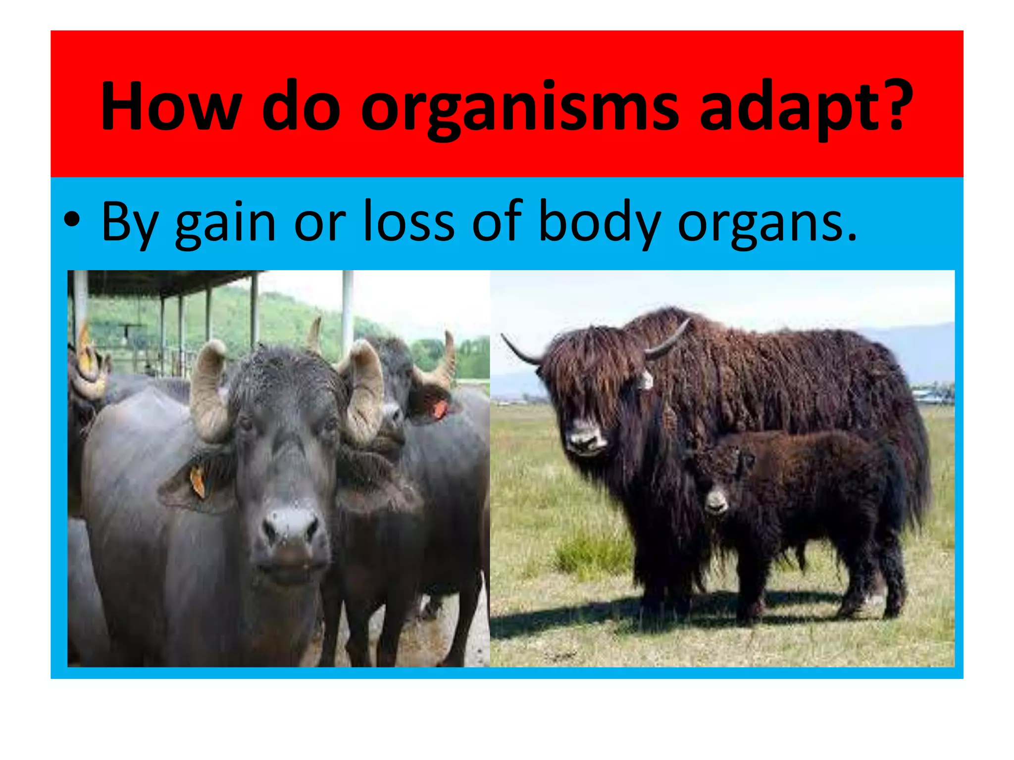 How do organisms adapt?
• By gain or loss of body organs.
 