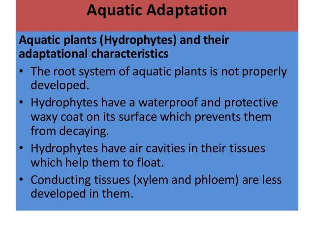 Adaptive features of aquatic plants and animals