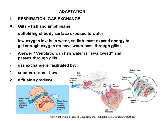 Adaptation