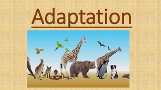 Adaptation
 