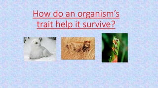 How do an organism’s
trait help it survive?
 